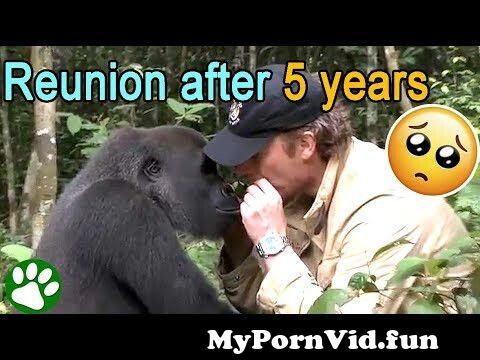 Guy Fucks Gorilla