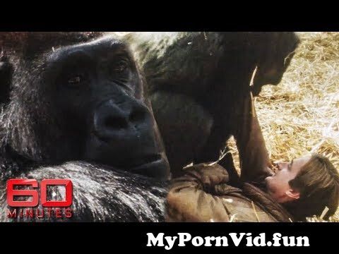 Jungls Gorilla With Girls Sex Video