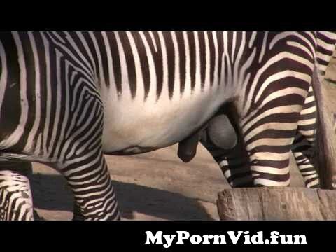 Zoo porno u Zoo Sex