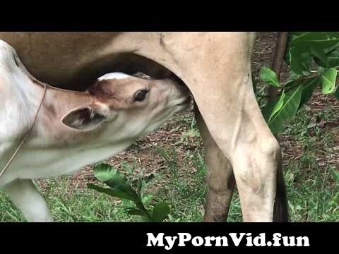 Calf Sucks Mans Penis.