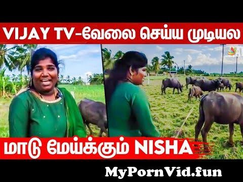 Animals history porno tv clips
