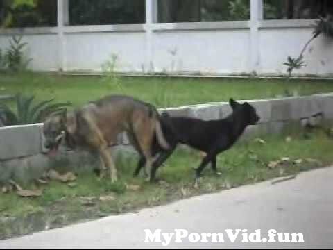 Amateur Dog Sex Tube