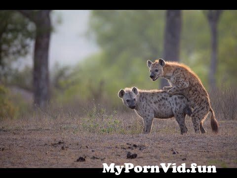 Salaam in Dar es the animals sex video with Wikipedia, the