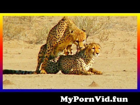 Animals sex and video in Kabul