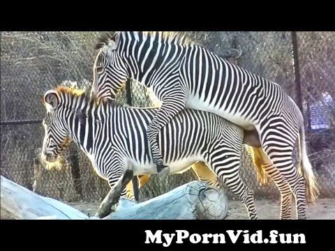 Zebra mating 😳 funny zebra crossing | animals sexual reproduction | animals mating from ainemal six video Watch Video - MyPornVid.fun