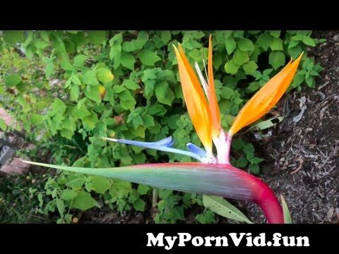 Introducing ‘Nearly Naked’ Bird of Paradise from paradisebird nude nelly 9 Watch Video - MyPornVid.fun