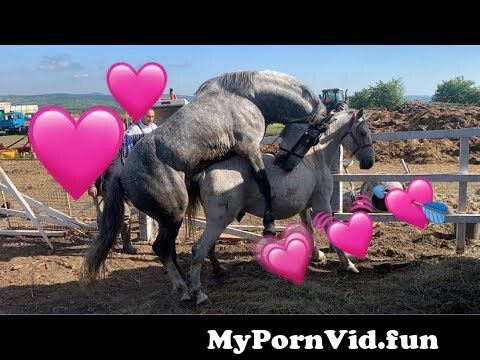 Porno konji