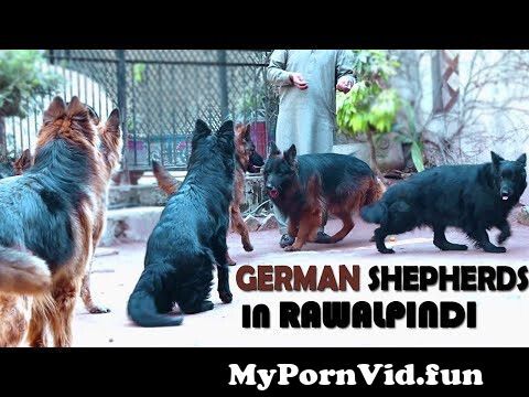 Dogs porn in Rawalpindi