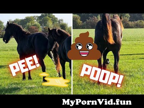 Horse Pooping Porn