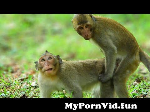 Monkey Fucking Sexy Girls - young monkey fucking young monkey from monky xxx fucks girl Watch Video -  MyPornVid.fun