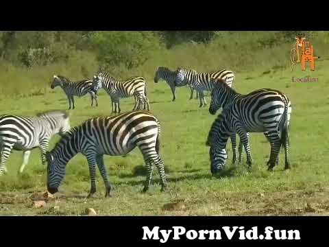 Animal || horse mating || zebra mating || donkey mating info full details |  animal location from anımal mating Watch Video 