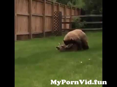 Rare video of animal porn from xxx sex animas 3gpal Watch Video -  