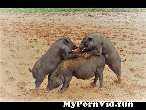 Sex boar Boar sex/Cum.