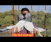 Desi High Flying Pigeons