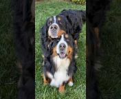 The Berner Bunch