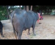 Satyam dairy farm Gujarat