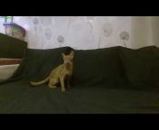 Sandy Lion Abyssinian Cattery