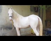 Oriental Horses of Pakistan
