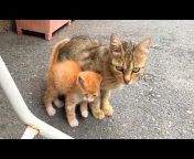 Istanbul Cats