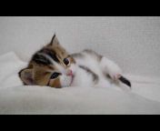 Lazy Kitten