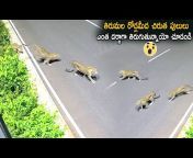Wild Wolf Telugu