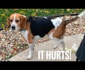 Silly Beagle Dog