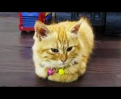 FunCat - Meow Meow
