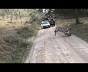 Wildlife Footage