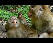 Monkey BoBo Family