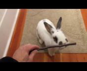 Vancouver Rabbit Rescue Advocacy