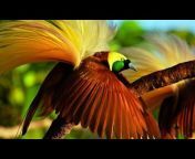 Green birds in our Planet