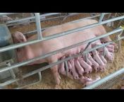 Malafyale Pig Farms