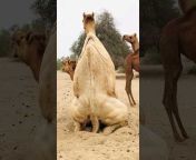 Camels Vilog Pakistan