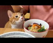 猫咪黄加橘【官方频道】