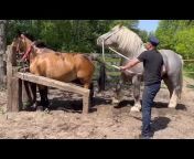 Horse Breeding Education