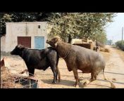 Mahar Cattle Farm