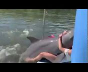 Peter the Dolphin