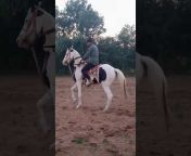 Gujrat Horse Dance 🐎