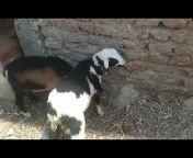 mukhtar goat sale hyderabad all pet&#39;s