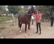 resam horse channel