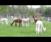 Northern Solstice Alpaca Farm