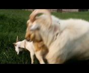 Breeding Goat