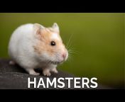 Amazing Animals 4K Videos