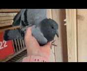 Ku0026K Bendzmer Pigeons