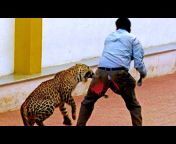 wild animal attack