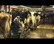 Mosnang Holsteins