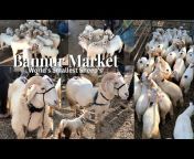 Mashallah Goat sale Hyderabad