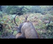 UK Deer, Wildlife And Nature