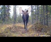 Yukon Wildlife Cams