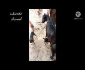 UK goat farm Udham Singh nagar Uttarakhand